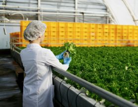 Quality control. Senior scientist or tech observes new breed of cress sprouts optimized for consumpt